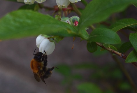 Bumblebee feeding on white bell-shaped blueberry flower